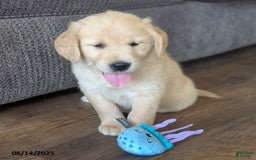 Golden Retriever dogs for sale: Muffin - Image 5