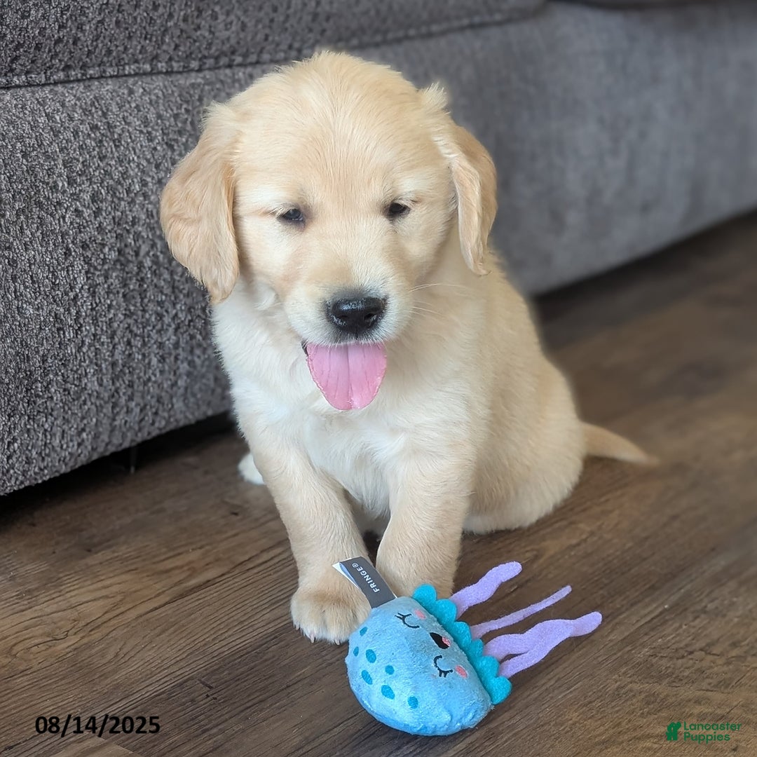 Golden Retriever dogs for sale: Muffin - Image 5