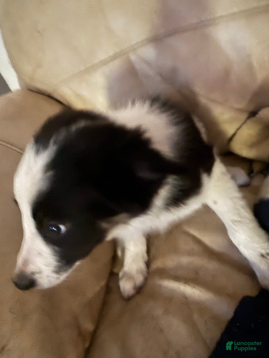 Border Collie dogs for sale: Max - Image 2