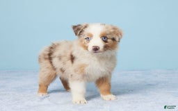 Australian Shepherd dogs for sale: Lola - Image 3