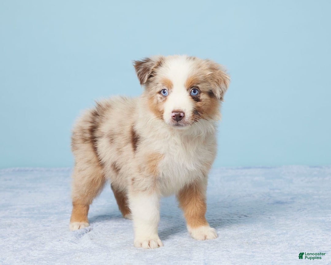 Australian Shepherd dogs for sale: Lola - Image 3