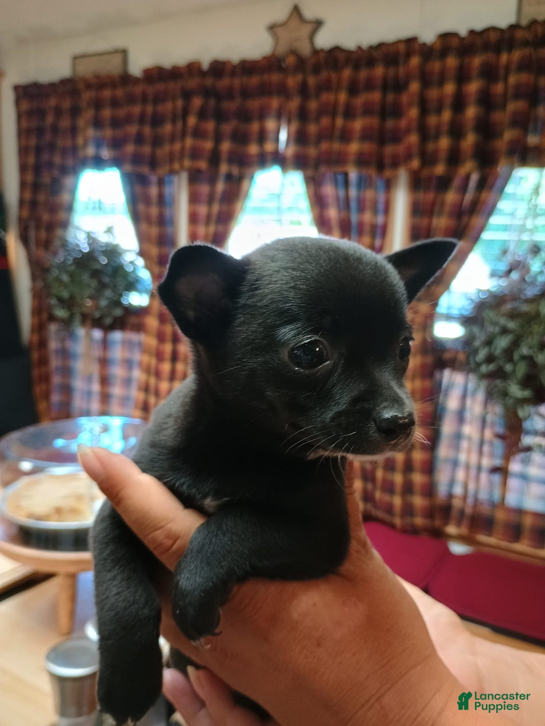 Chihuahua dogs for sale: Chihuahua 4 puppies - Image 23
