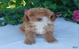 Toy Poodle dogs for sale: Fran - Image 1