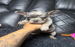 French Bulldog dogs for sale: Merle girl - Image 1