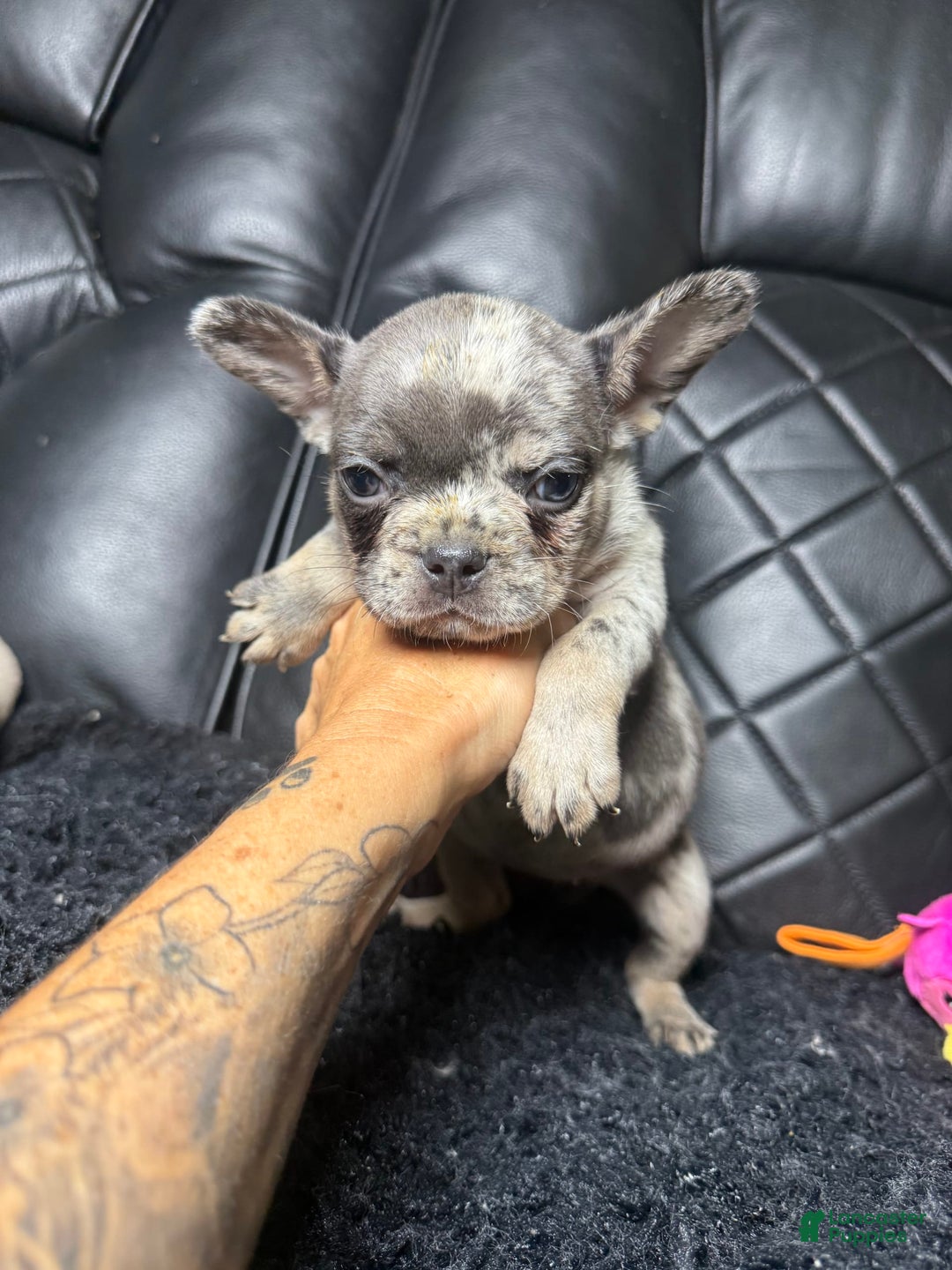 French Bulldog dogs for sale: Merle girl - Image 1