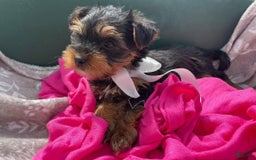 Yorkshire Terrier dogs for sale: Lena - Image 7