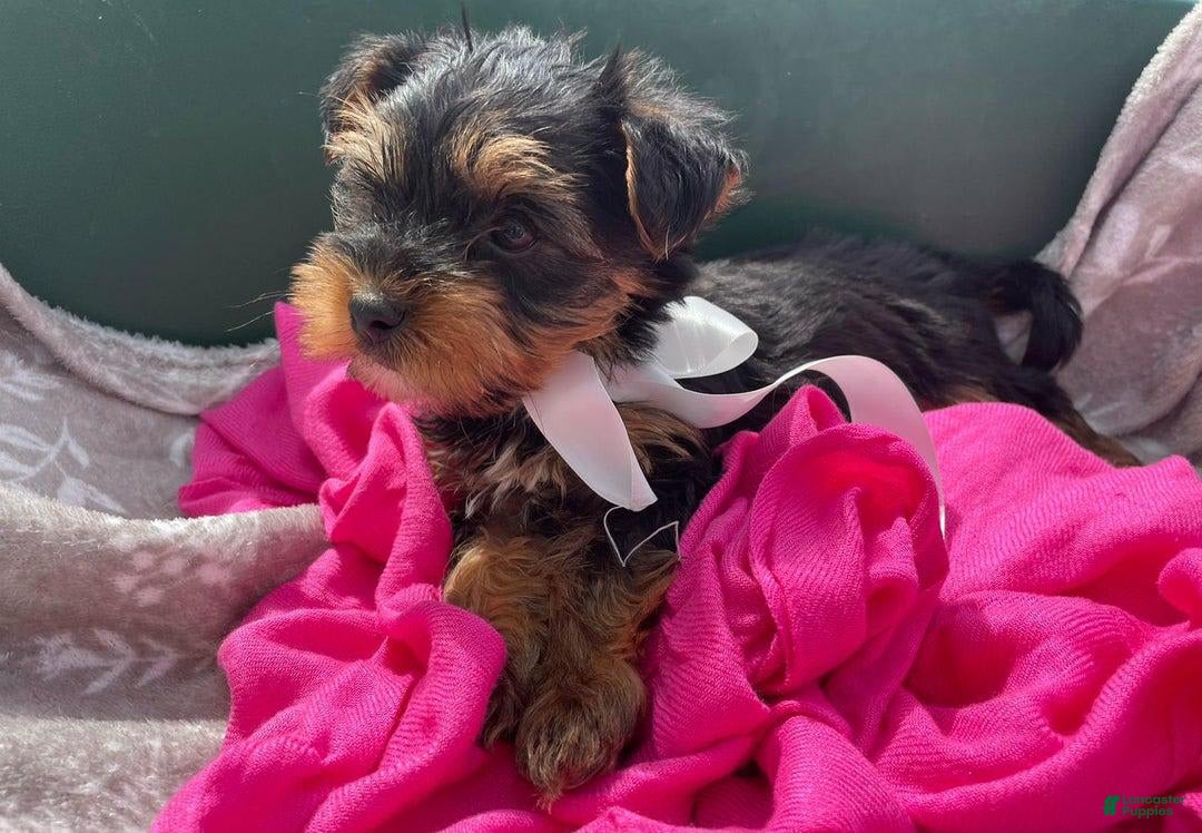 Yorkshire Terrier dogs for sale: Lena - Image 7