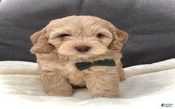Cockapoo dogs for sale: Enzo - Image 8