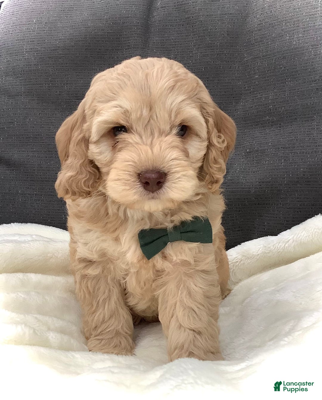 Cockapoo dogs for sale: Enzo - Image 8