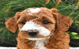 Mini Goldendoodle dogs for sale: Emma - Image 17