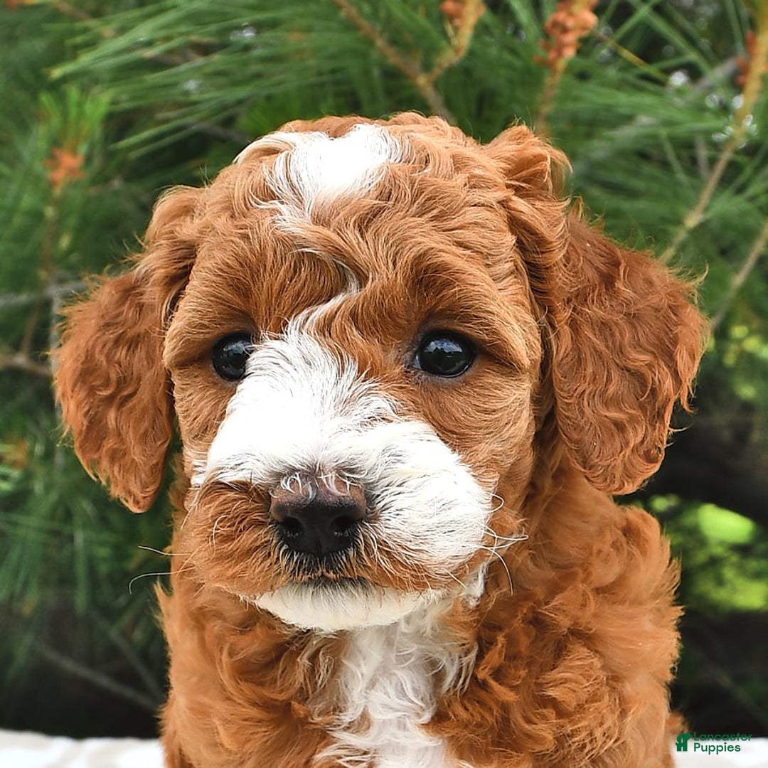 Mini Goldendoodle dogs for sale: Emma - Image 17