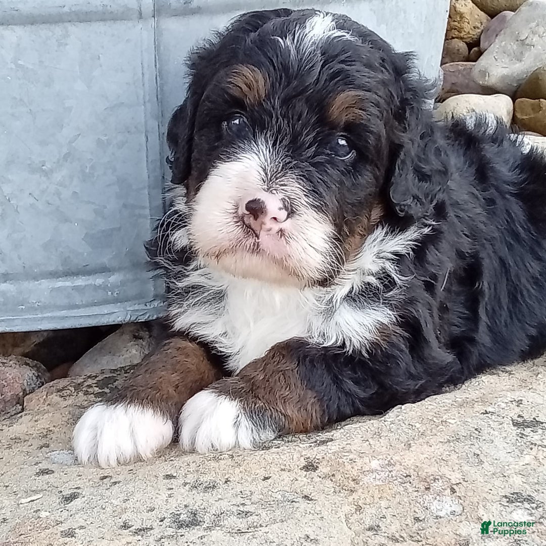 Mini Bernedoodle dogs for sale: Rambo - Image 24