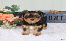 Yorkshire Terrier dogs for sale: Sandra - Image 3