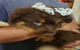 Australian Shepherd dogs for sale: Laura - Image 11