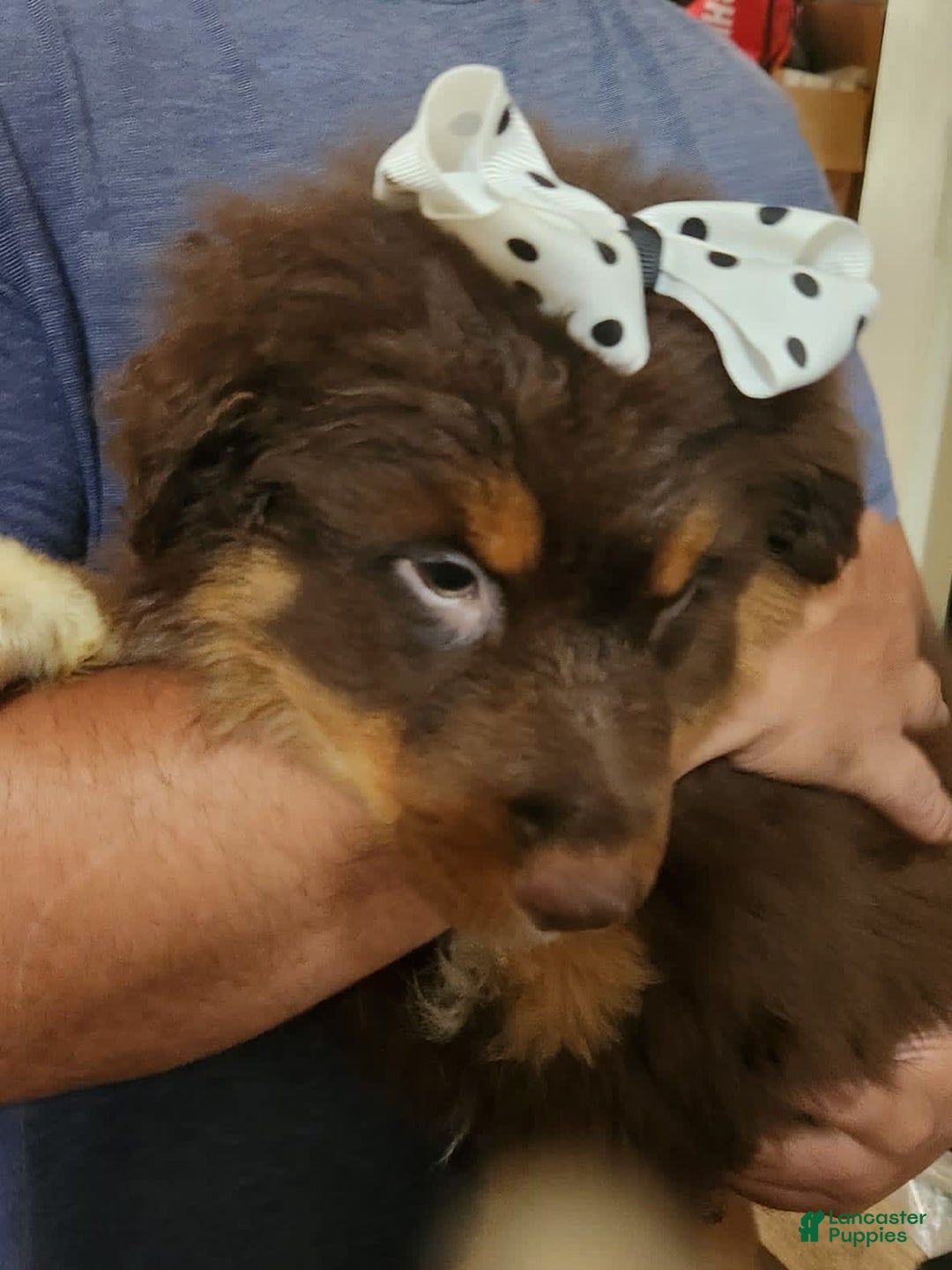 Australian Shepherd dogs for sale: Laura - Image 11