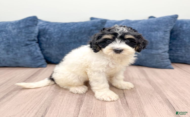 Mini Bernedoodle dogs for sale - Ad 1