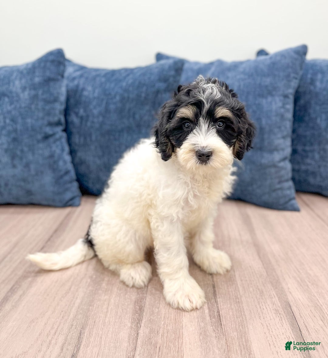 Mini Bernedoodle dogs for sale: Diva - Image 1