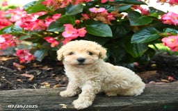 Bichpoo dogs for sale: Alyssa - Image 3