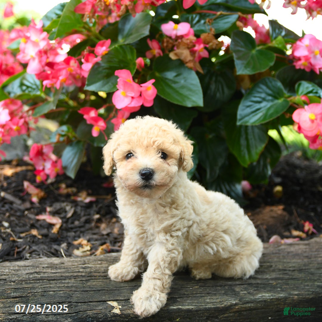 Bichpoo dogs for sale: Alyssa - Image 3