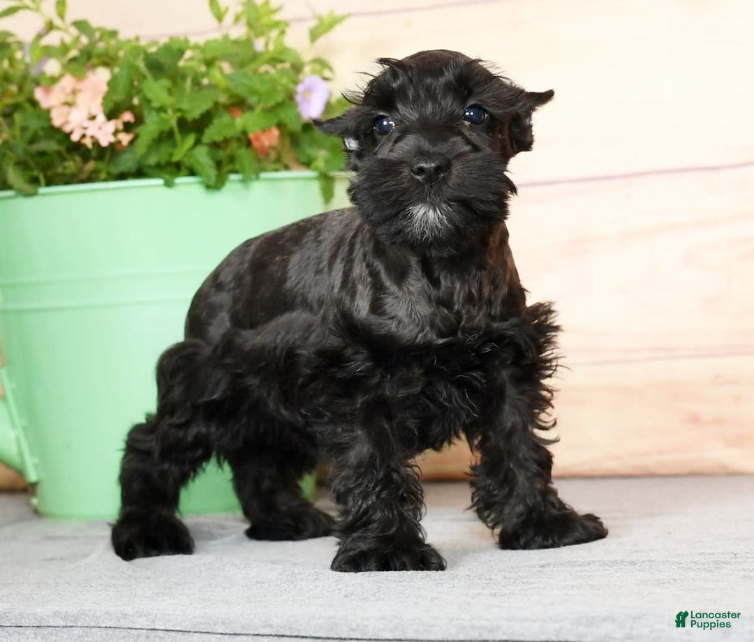 Miniature Schnauzer dogs for sale: Blaze - Image 2