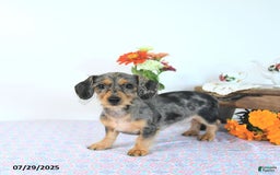 Miniature Dachshund dogs for sale: Trisha - Image 18