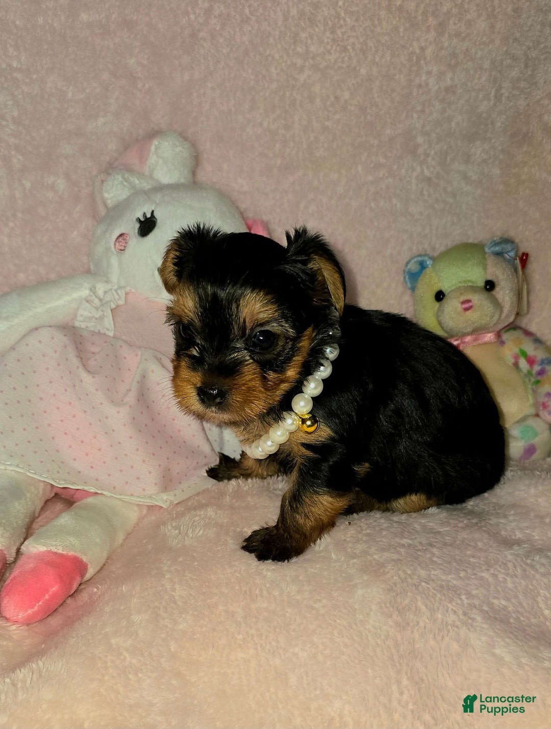 Yorkshire Terrier dogs for sale: Cc - Image 14