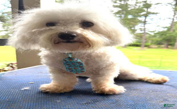 Maltipoo dogs - Advert 1