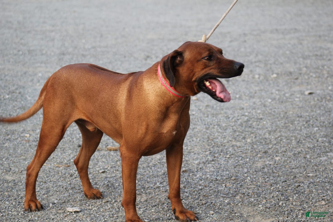 Rhodesian Ridgeback dogs for sale: Gavin - Image 16