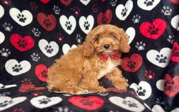 Cavapoo dogs for sale: Kona - Image 7
