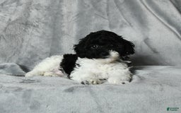 Toy Poodle dogs for sale: Coconut - Image 1