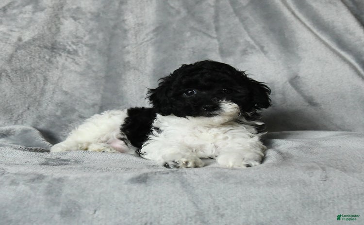 Toy Poodle dogs for sale - Ad 4