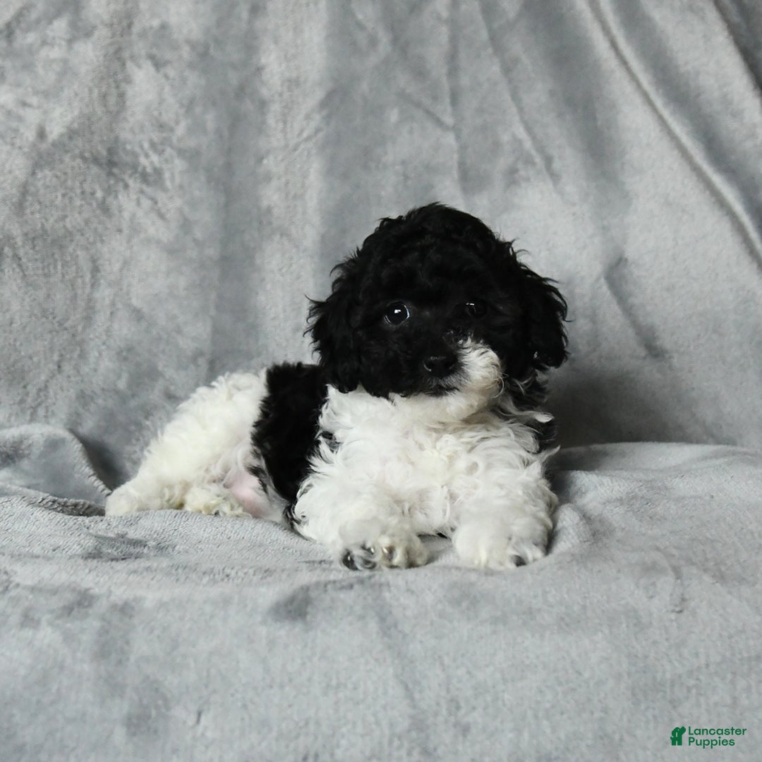 Toy Poodle dogs for sale: Coconut - Image 1