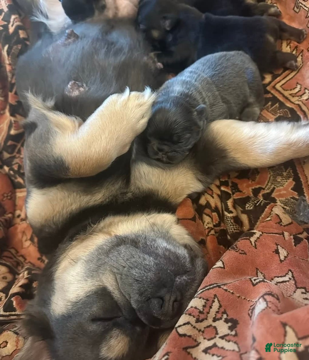 French Bulldog dogs for sale: Coco - Image 5