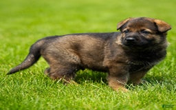 German Shepherd dogs for sale: Rolf - Image 7