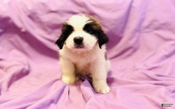 Saint Bernard dogs for sale: 14 Saints Available - Image 10