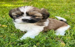 Shih Tzu dogs for sale: Danny - Image 3