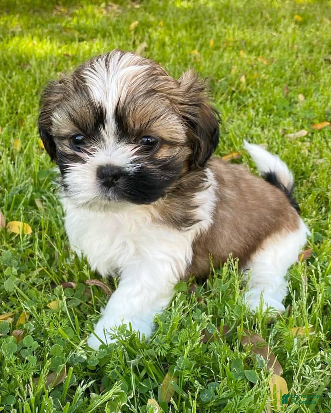 Shih Tzu dogs for sale: Danny - Image 3