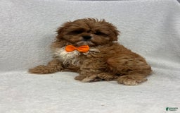 Cavapoo dogs for sale: Mike - Image 3