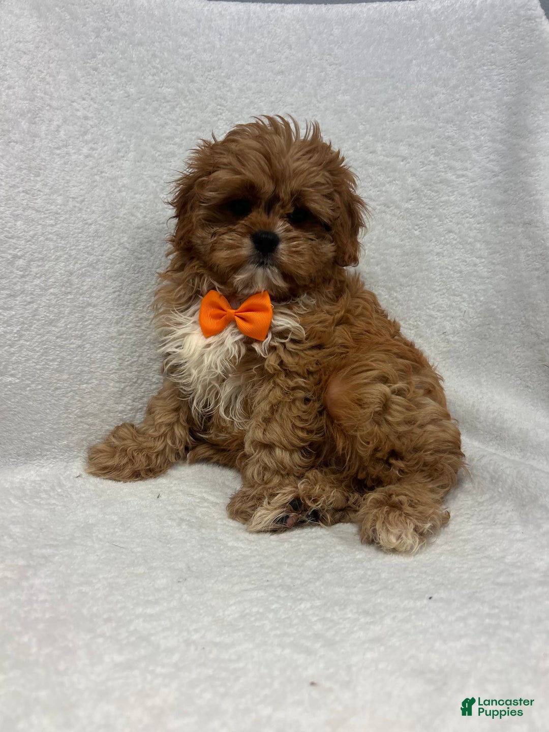 Cavapoo dogs for sale: Mike - Image 3