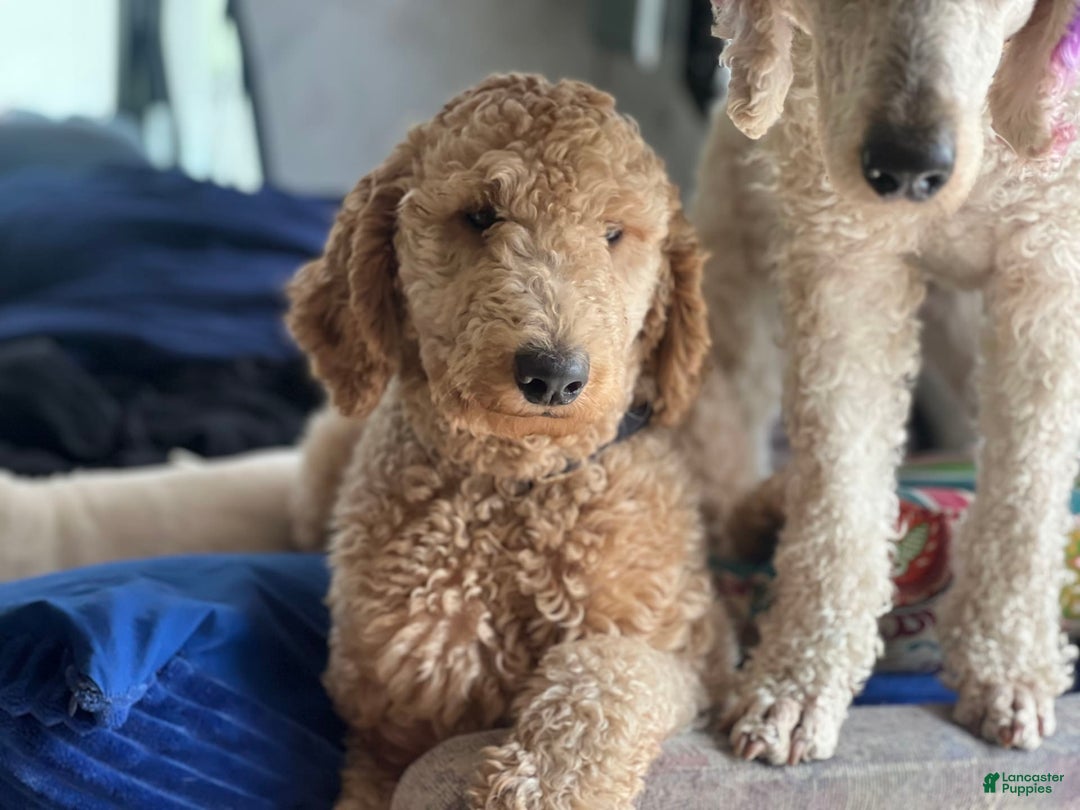 Goldendoodle dogs for sale: Multigenerational Mini Goldendoodles - Image 5
