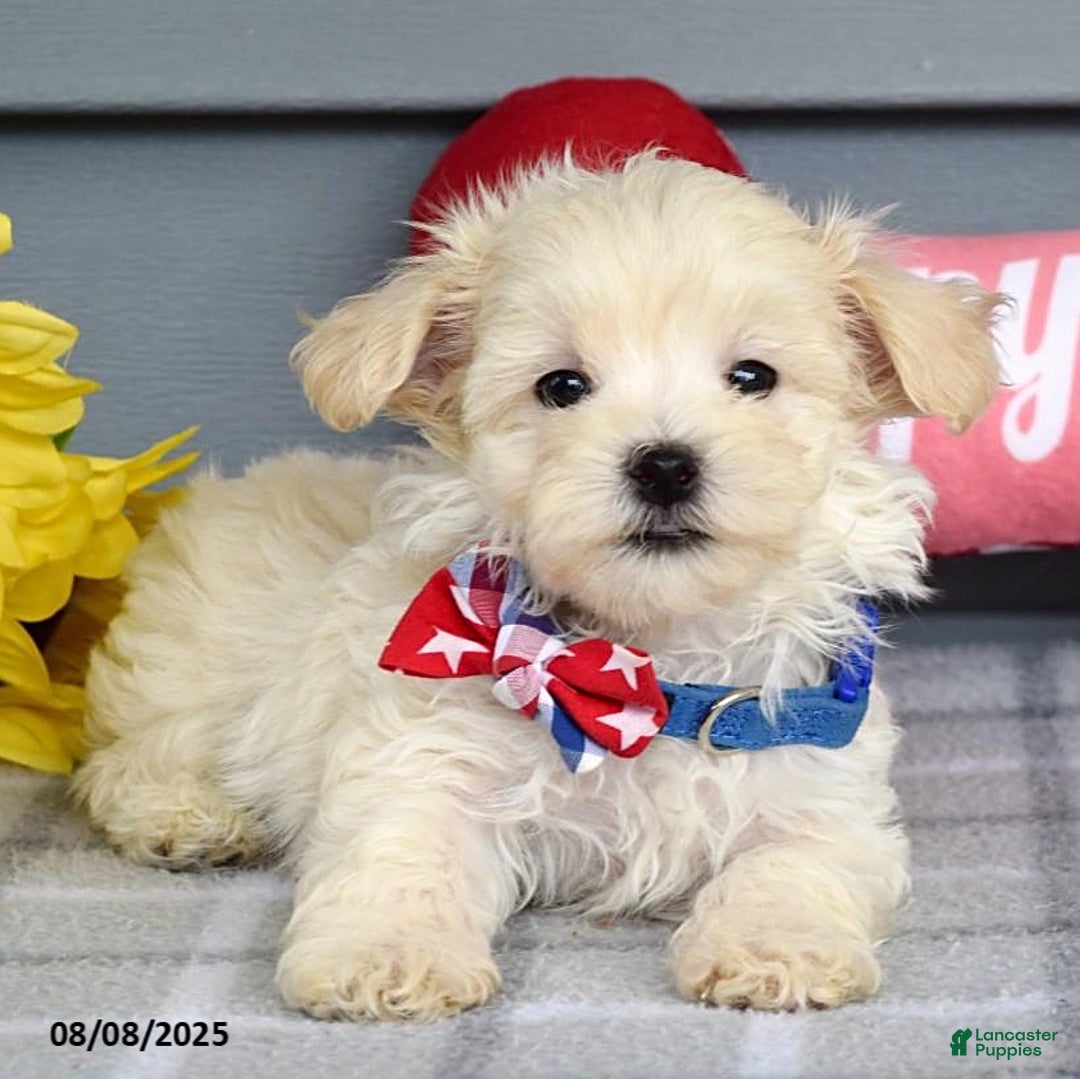 Maltipoo dogs for sale: Mason - Image 8