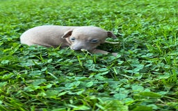 Italian Greyhound dogs for sale: Toby - Image 4