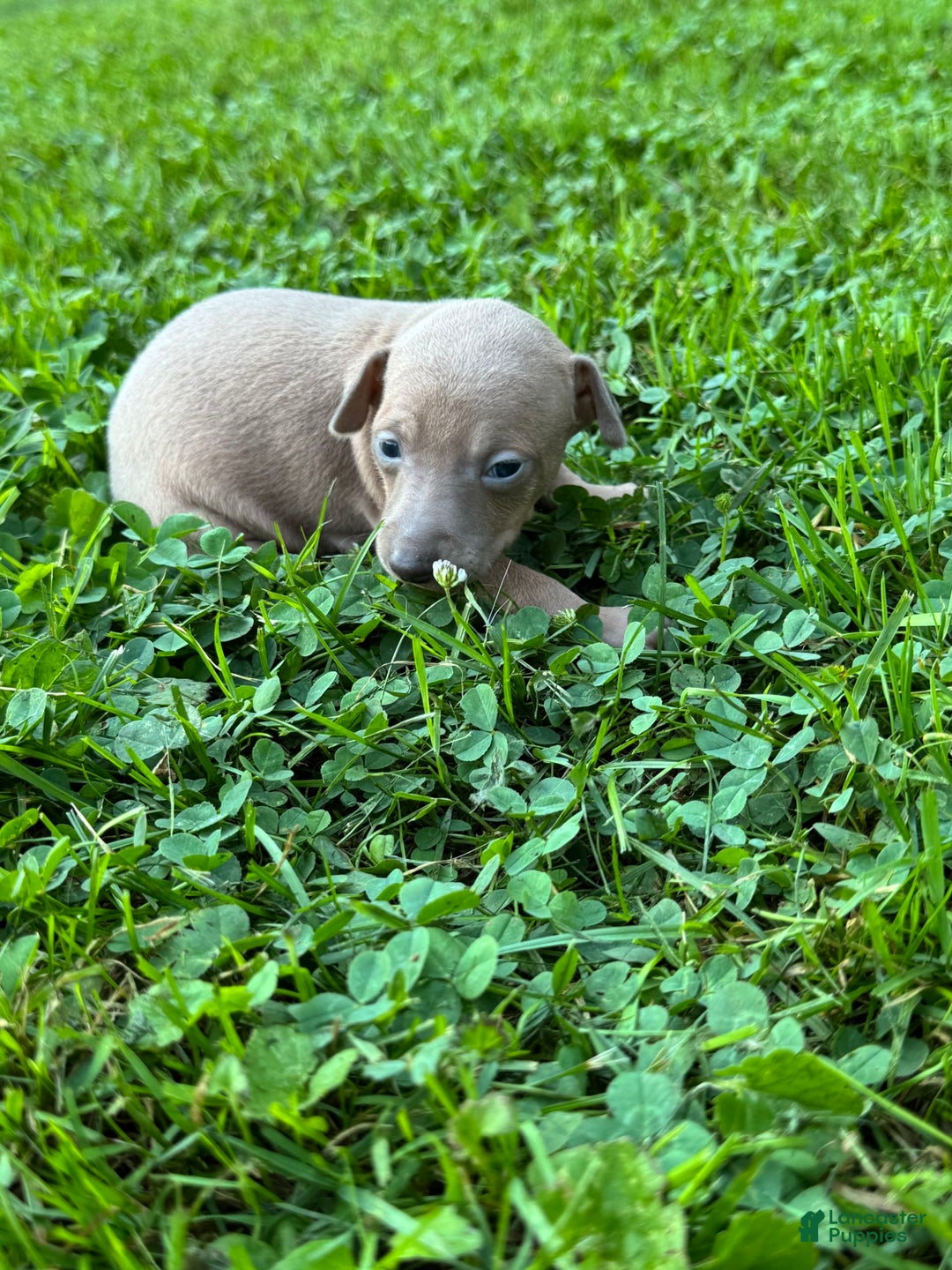 Italian Greyhound dogs for sale: Toby - Image 4