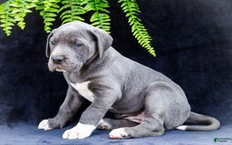 Great Dane dogs for sale: Molly - Image 13