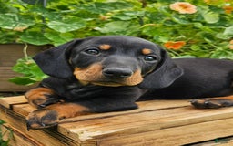 Miniature Dachshund dogs for sale: Maverick - Image 1