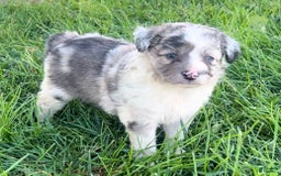 Mini Aussiedoodle dogs for sale: Talli - Listing for pets: Jasmine, Talli, Kya, Lani, Lucy, Bean, Baxter - Image 3