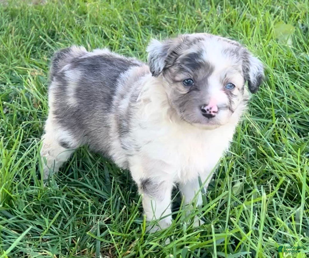 Mini Aussiedoodle dogs for sale: Talli - Listing for pets: Jasmine, Talli, Kya, Lani, Lucy, Bean, Baxter - Image 3