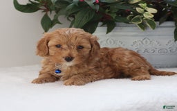 Cavapoo dogs for sale: Chase - Image 3