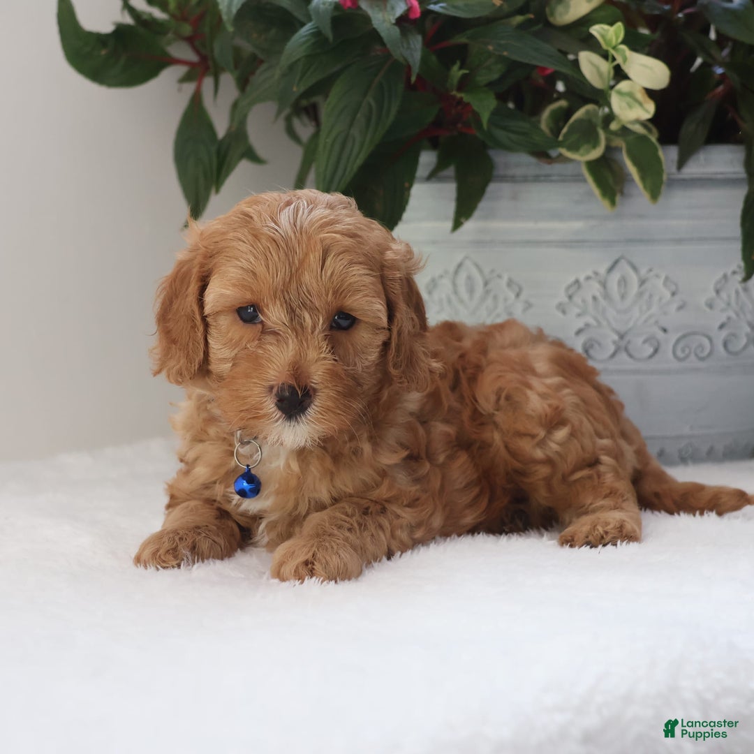 Cavapoo dogs for sale: Chase - Image 3