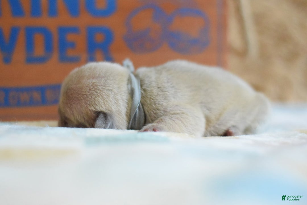 French Bulldog dogs for sale: Grey collar - Image 1